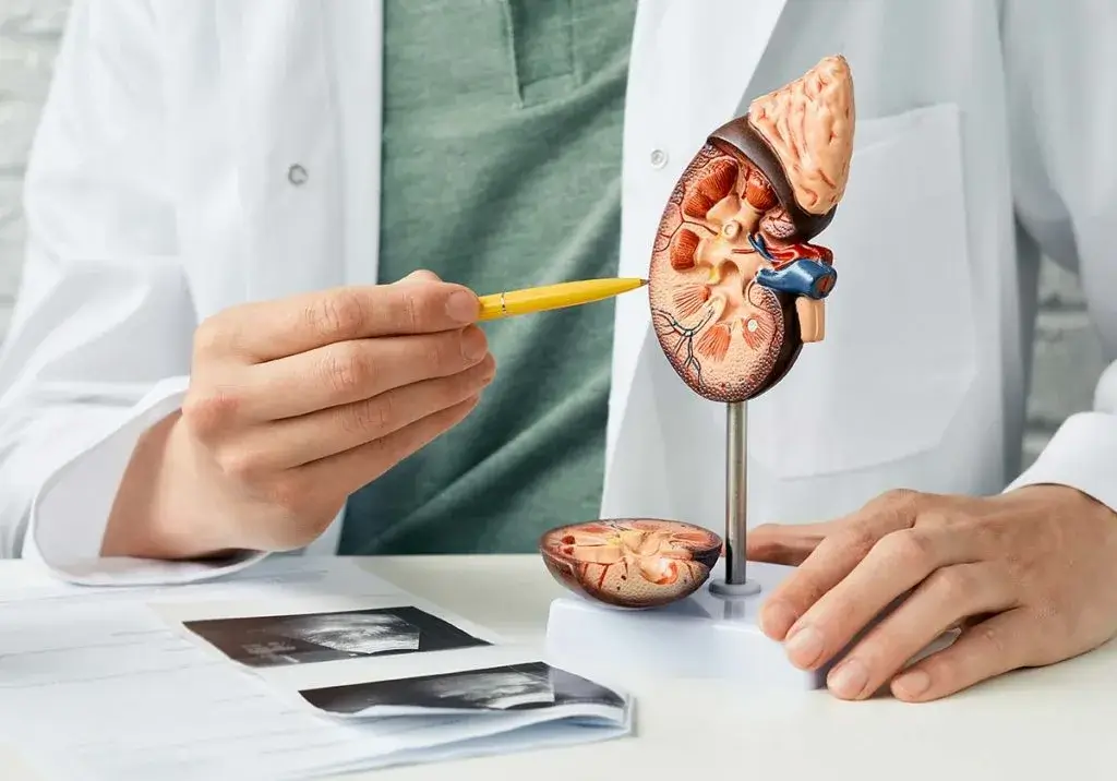 SEO for urologists: urologist defining internal part of kidney.